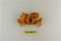 藏品(拉氏清溪蟹)的圖片